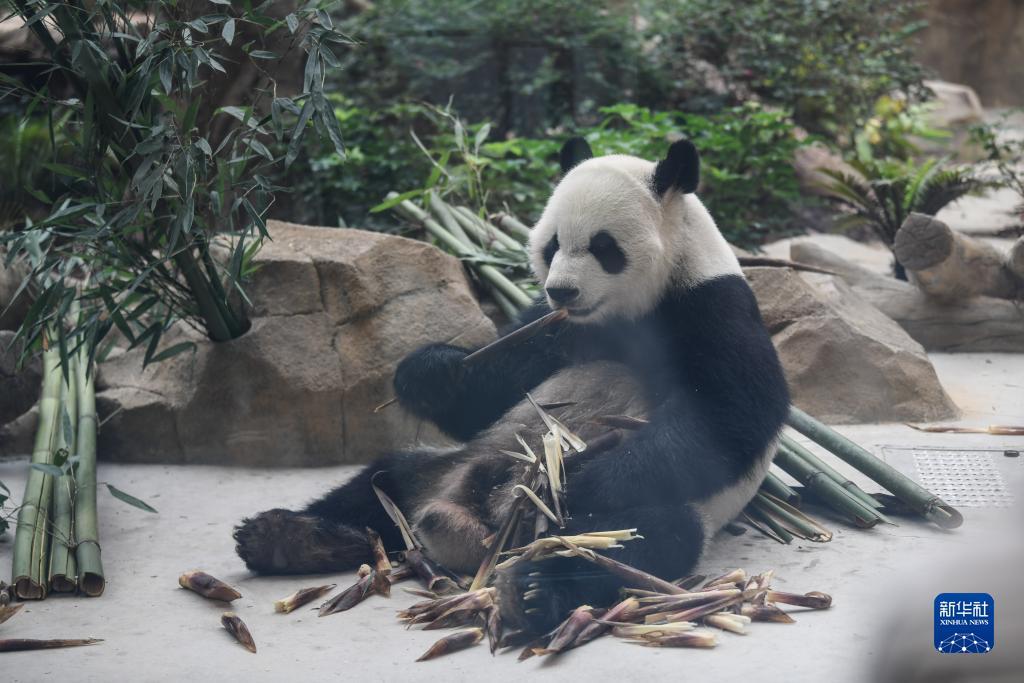 巴黎人网络